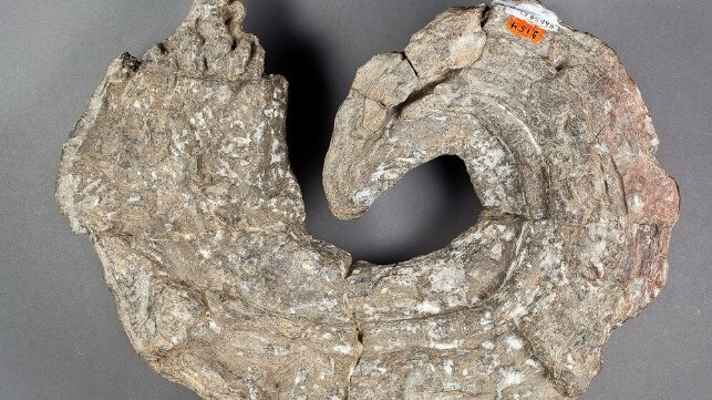 An extinct rudist bivalve, Immanitas anahuacensis (California Academy of Sciences / CC BY)